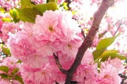 樱花如何种植？（正确的播种时间和方法）