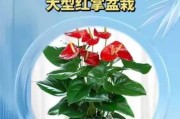 红掌的阳光喜好特性（红掌怕不怕晒？让我们一探究竟！）