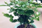 风车茉莉喜肥的肥料选择（如何选择适合风车茉莉的肥料）
