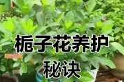 自制栀子花喜酸肥料，让花儿更美丽（简单操作，环保又经济，满足栀子花的营养需求）