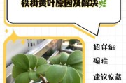 磷酸二氢钾（解析磷酸二氢钾的特性和作用机制）