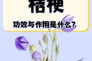 中国桔梗养护秘籍——让鲜切花绽放魅力（打造持久花束，享受绽放的美丽）
