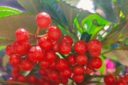 如何养护富贵籽，让它茂盛生长？（一步步指南，让你的富贵籽越来越美丽）