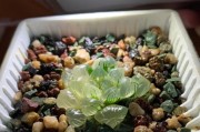 玉露成草怎么办？解决方法大揭秘！（如何防止玉露变成草？让你的植物重拾生机！）