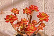 火焰蒂亚徒的生长与治疗（了解火焰蒂亚徒的成因及预防方法，治疗方法一览）