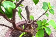 以大棵三角梅有原土怎么栽盆（从选盆到培养，教你打造健康的三角梅）
