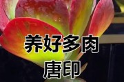 如何培养叶子宽厚的以唐印