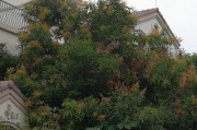种植芒果树的优点与注意事项（在院子里种植芒果树，为什么不呢？）