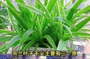 以兰花怎么叶子干叶（观赏植物兰花的叶子为主要特征，叶子的保养和处理技巧）