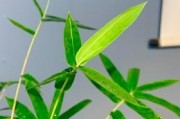 如何应对凤尾竹卷叶问题？（探讨凤尾竹卷叶的原因及有效治理方法）
