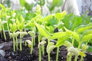 芹菜发芽、生长期详解（从种子发芽到长成翠绿色蔬菜，关键在这里！）