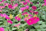矮牵牛花叶病的预防与治疗（掌握症状，科学防治，保护花园）