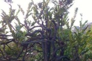 黑骨茶盆景的养护全指南（一步步教你打造独具匠心的盆景世界）
