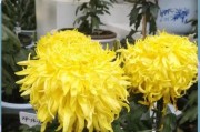 冬季菊花养护全攻略（细说菊花的冬季保养技巧）