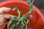 鹿角海棠能否在冬天幸存？（探讨鹿角海棠在寒冷季节中的适应性及保护方法）