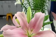 揭秘百合花的外形与特点，了解百合花的生长环境、营养价值和文化意义