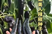 辣椒籽可以种吗？（探讨辣椒籽种植的可行性与注意事项。）