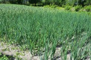 葱头种植全攻略（时间、方法、技巧一网打尽）