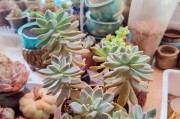 多肉植物烂心怎么办？（多肉植物烂心的原因及治疗方法）