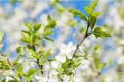 李树花的花色及特点（探究李树花的色彩与形态）