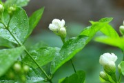 茉莉花叶子为什么会下垂？（探究茉莉花叶子下垂的原因及解决办法）