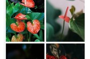 红掌花为何会变黄？如何处理？（探究红掌花变黄的原因和有效的处理方法）