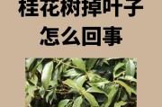 桂花干叶子掉叶子的原因分析（桂花干叶子掉叶子可能与环境、疾病和营养不足有关）