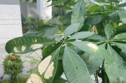 发财树树干发软怎么啦？（发财树树干发软的原因及护理方法）