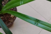秋季高温下兰花的科学浇水方法