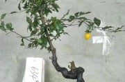 如何用土栽培最好地种植金弹子（选择适合的土壤和培养方法，让金弹子茁壮成长）