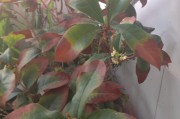 怎么处理桂花树叶尖发黄的问题？（防止桂花叶片病害的发生）