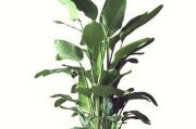 鹤望兰种植选择（根系发展、水分管理、通风与排水的重要性）