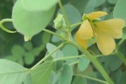 探究花生的植物特性及生长习性（了解花生的分类、形态和生态）