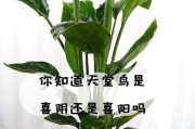 火棘喜阳还是喜阴？解密这个常见问题（探究火棘对阳光和阴影的喜好，为它们提供最佳生长环境）