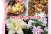 如何有效养活香水百合（全面指南，让你成为香水百合的专家）