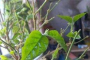 茉莉花修剪指南（掌握茉莉花修剪技巧，打造迷人花园）