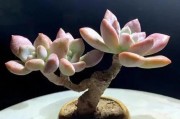 多肉白鸟爆头攻略（打造完美多肉植物，让白鸟成为你家花园的焦点）