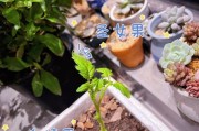 蓝莓扦插快速生根方法大揭秘（了解这个关键点，让你的蓝莓扦插成活率翻倍！）