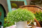 矢车菊的光照需求（喜阴还是喜阳？看这里就能找到答案！）