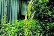 探秘广阔世界的阔叶花卉（发现阔叶花卉世界的美妙与多彩）