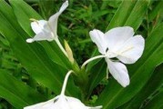 室内养姜花，有毒吗？（姜花养殖须知及注意事项）