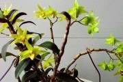 秋石斛兰的种植与养护（秋石斛兰的养殖方法及注意事项）