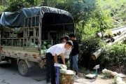 如何在柑橘园套种提高收益（探索多种农作物套种方案，实现增产增效）