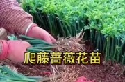 蔷薇扦插生根的养护之道（如何成功地让蔷薇扦插成活？）