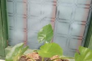 过期的饮料可以用来浇花吗？（环保好选择、喂养植物好帮手）