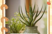 芦荟种植指南——打造芦荟的家庭园艺乐园（从无到有，快速掌握芦荟种植的技巧与窍门）