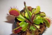 家中植物有虫怎么办？（轻松解决家中植物虫害问题）