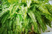 如何正确浇水给蕨类植物？（关注蕨类植物的水分需求，帮助它们健康生长。）