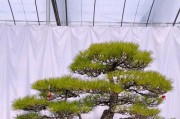 以黑松盆景为主题的土配方与养护技巧（探索黑松盆景土配方，打造独特盆景艺术）