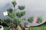 黄杨换盆（让你的黄杨健康成长，迎接新的家）